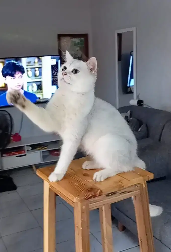 BSH silver jantan 11 bulan