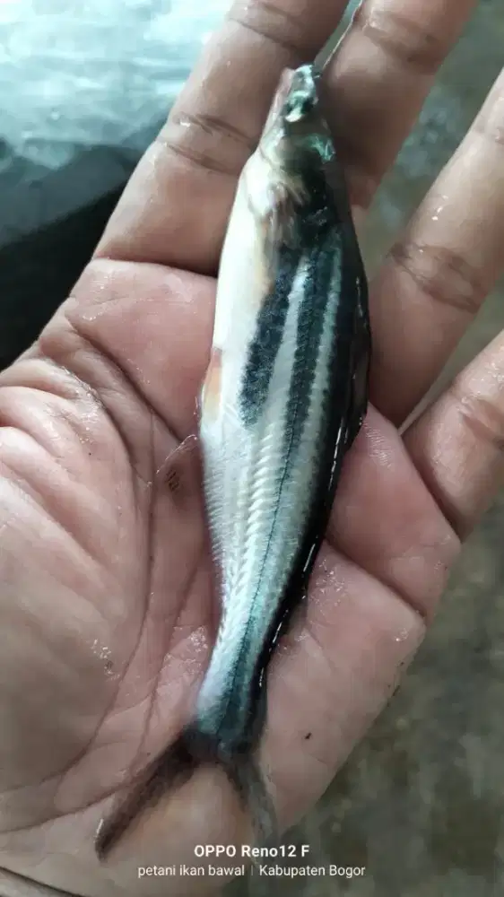 Jual ikan patin uk 9-10 cm