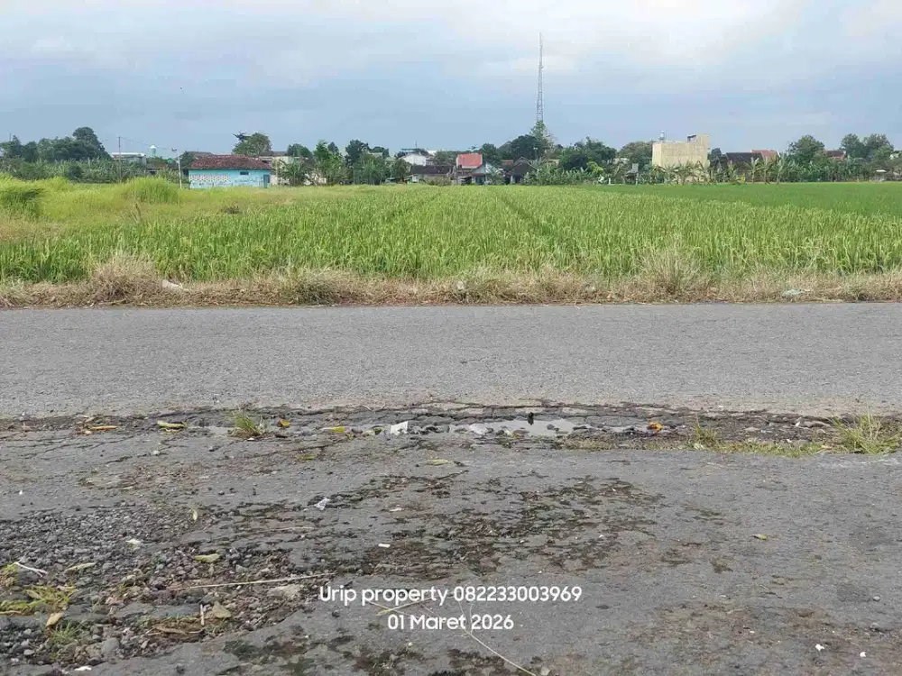 Dijual sawah Zona kuning 2250m di pucangan kartasuro.