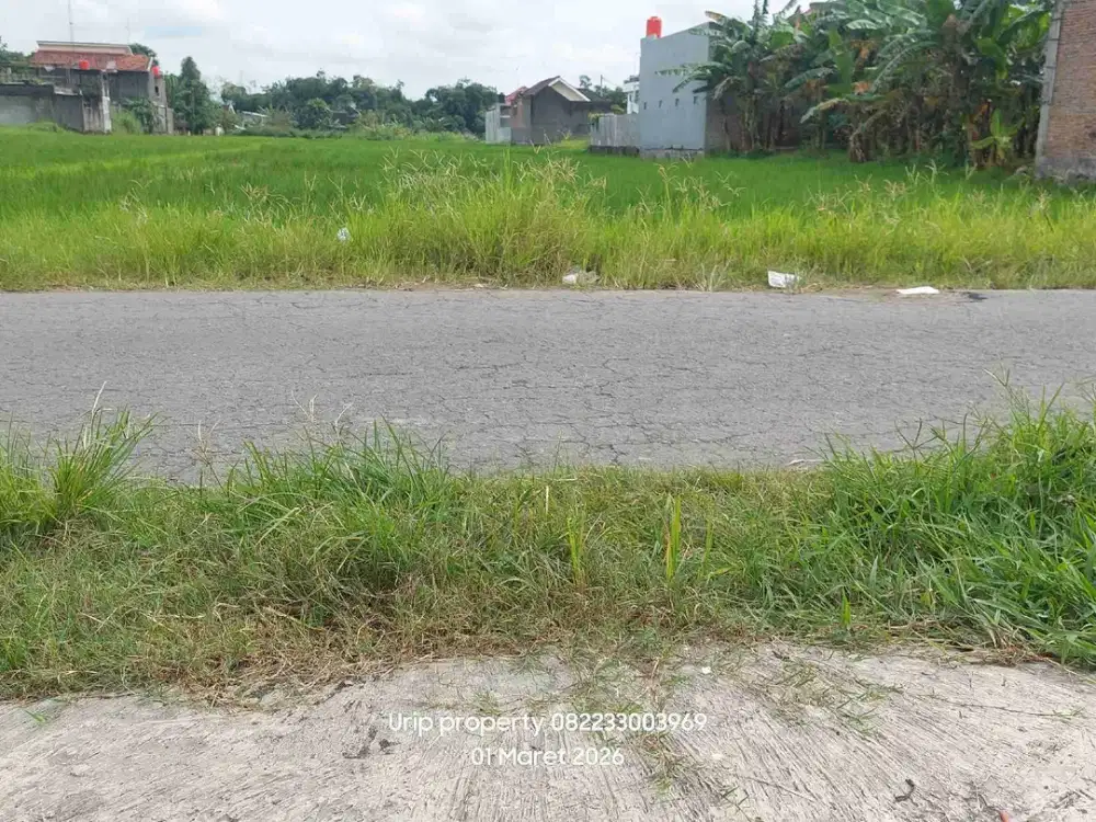 Dijual sawah 3000m di pucangan kartasuro