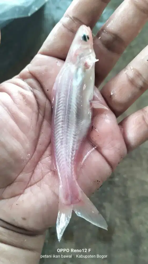 Jual ikan patin albino uk 9-10 cm