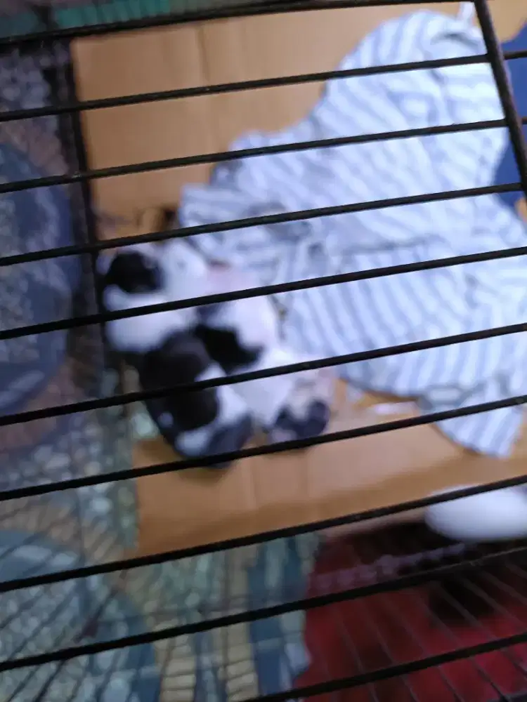 Anak anjing chi Hua hua