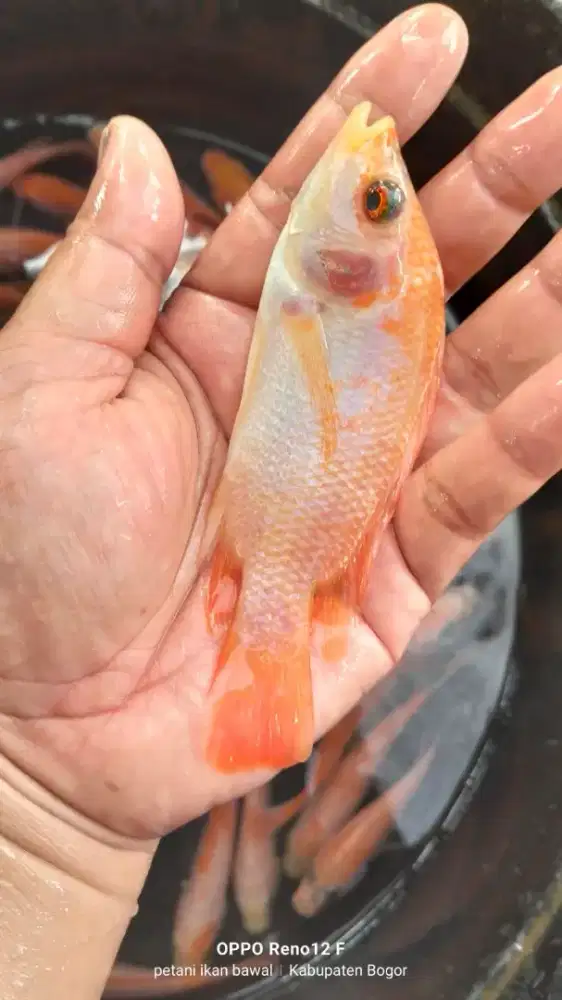 Jual ikan nila  bangkok monosex uk 2 jari