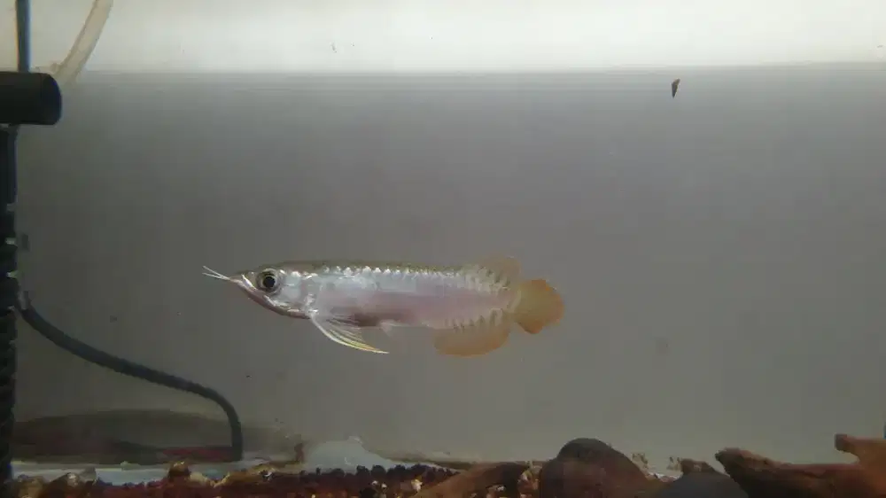 Ikan Hias Arowana Super Red Arwana