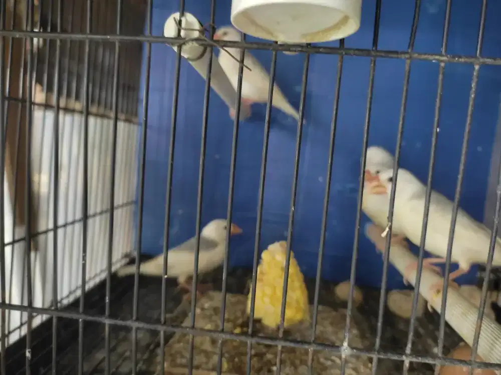 Burung gelatik putih