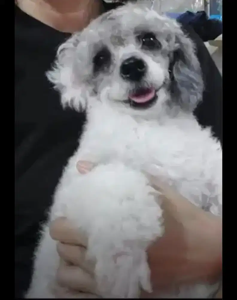 Anjing Poodle Betina