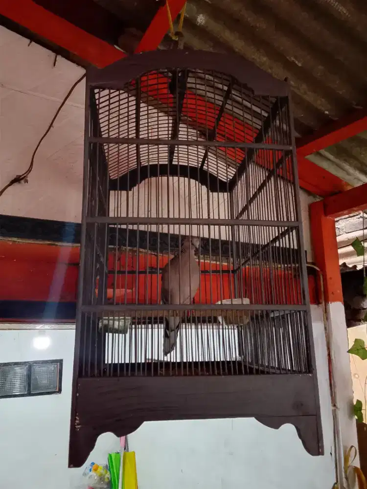 Tekukur kuk 2 fulset