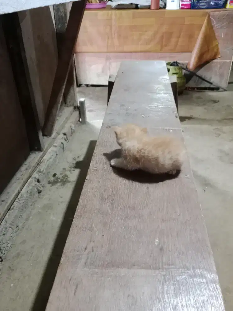 anak kucing blesteran anggora