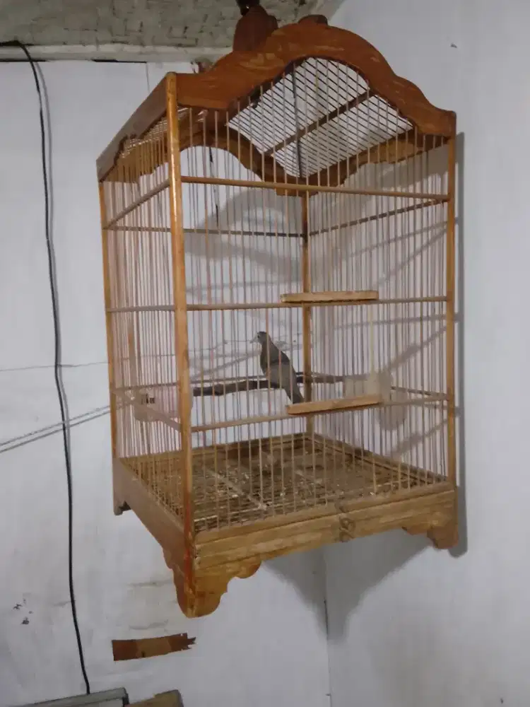 Perkutut lokal sama  sangkar no 2