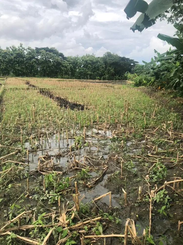 Dijual sawah produktif lokasi strategis SHM 1760/m2 harga 320ribu/m2