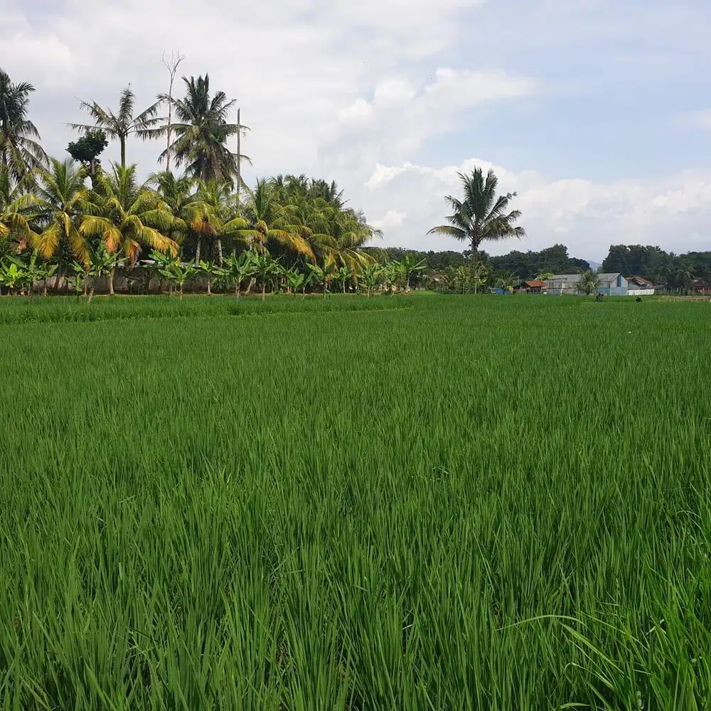Dijual Sawah Siap Garap -SHM