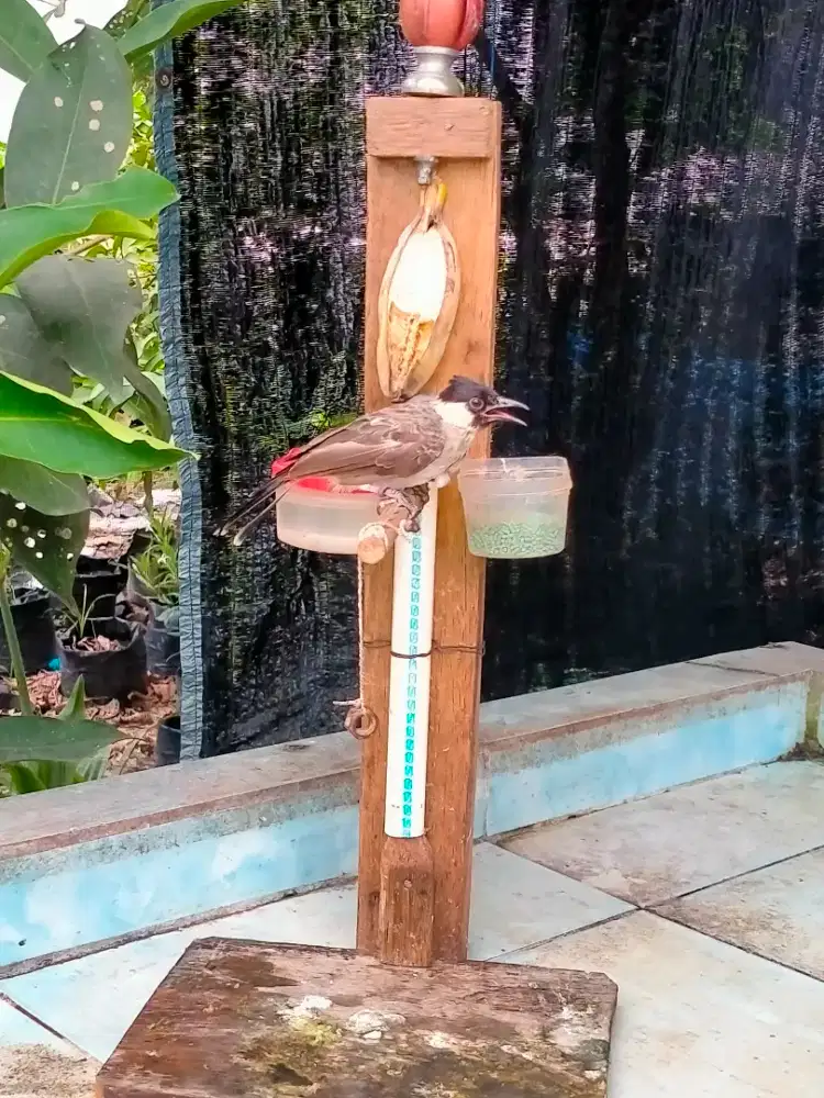 dijual burung kutilang