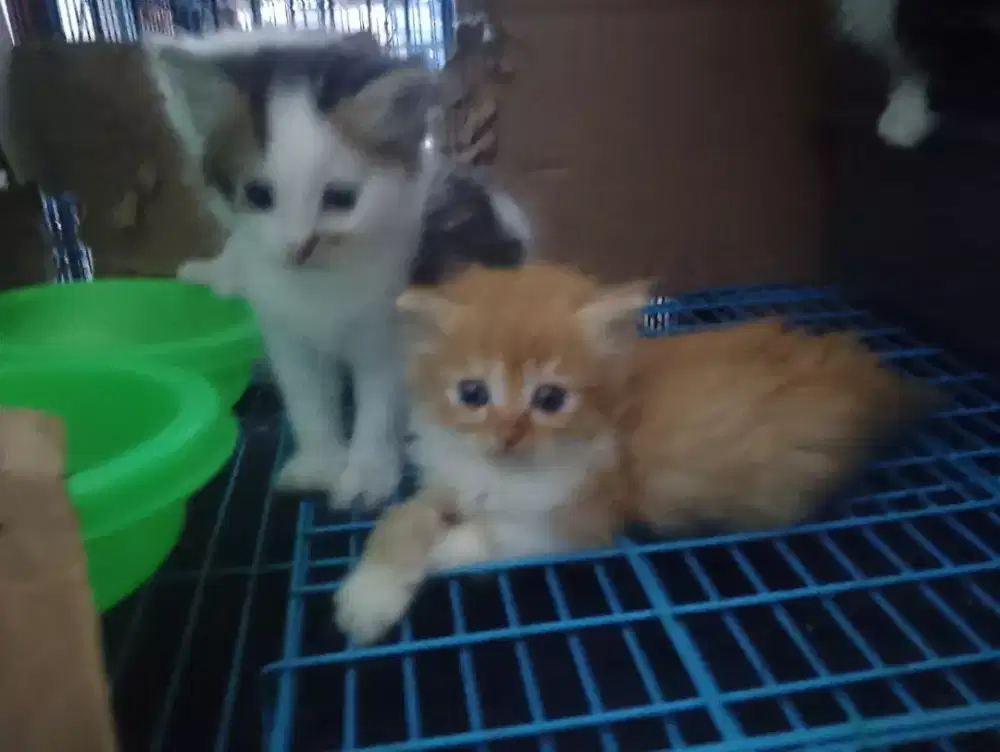 Jual kitten Ns munchkin Cebol