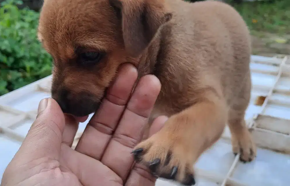 Dijual anak anjing mix rottweiler double