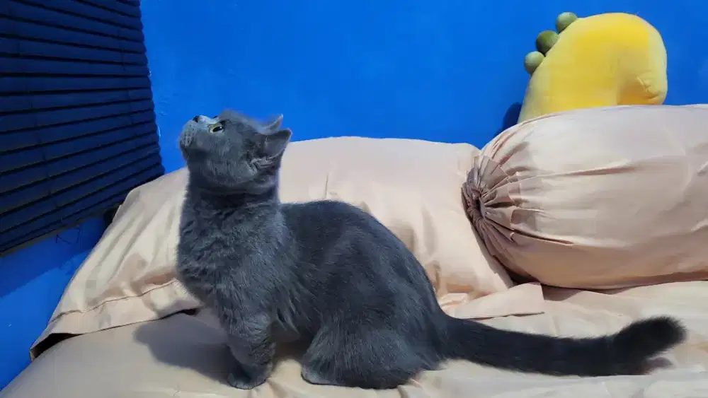 BSH british shorthair Munchkin betina