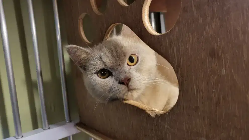 Kucing kitten british shorthair jantan