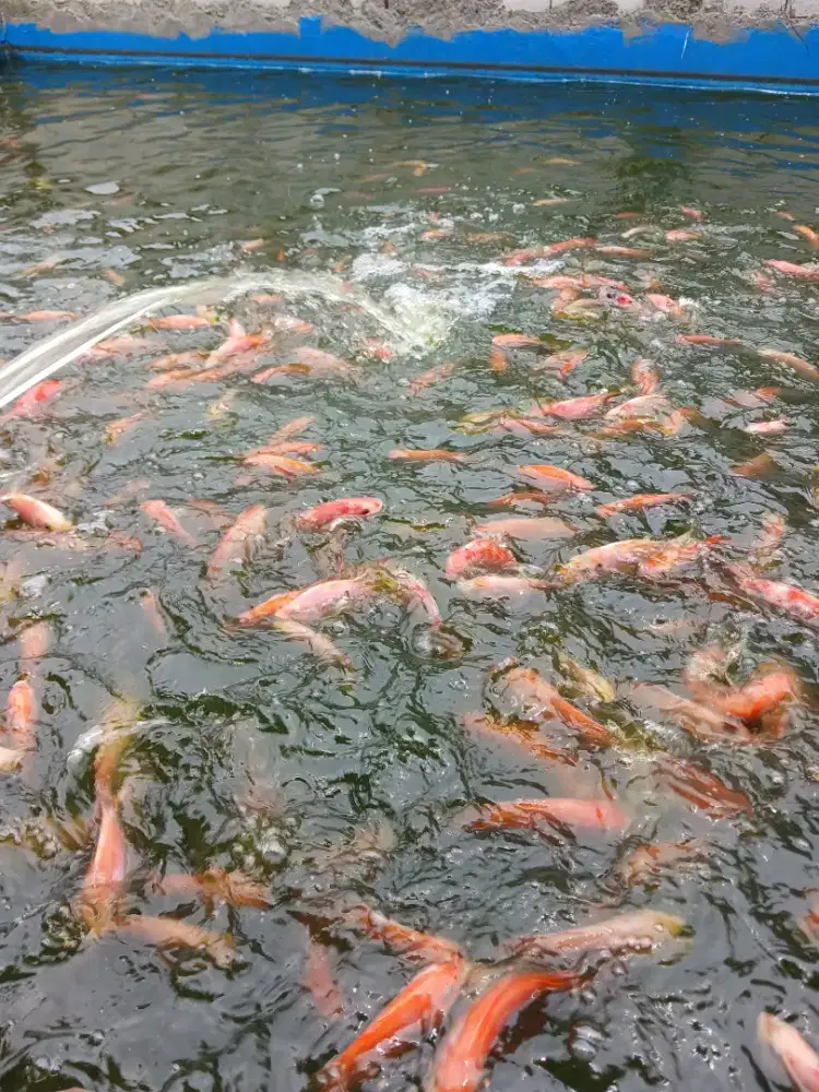Ikan nila merah fresh di kolam
