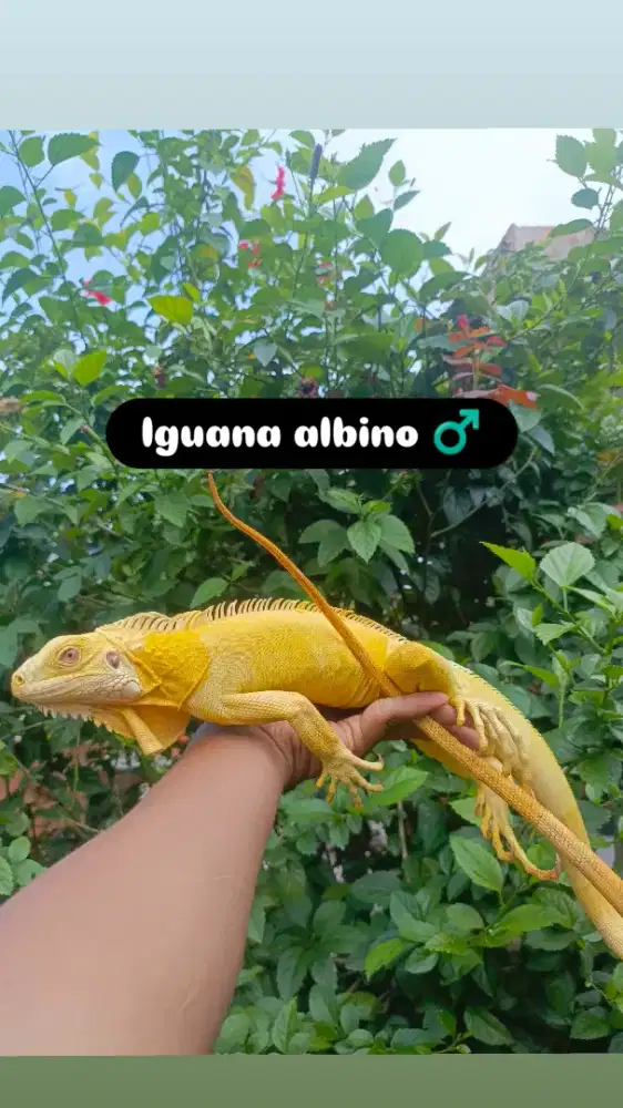 Iguana albino jantan