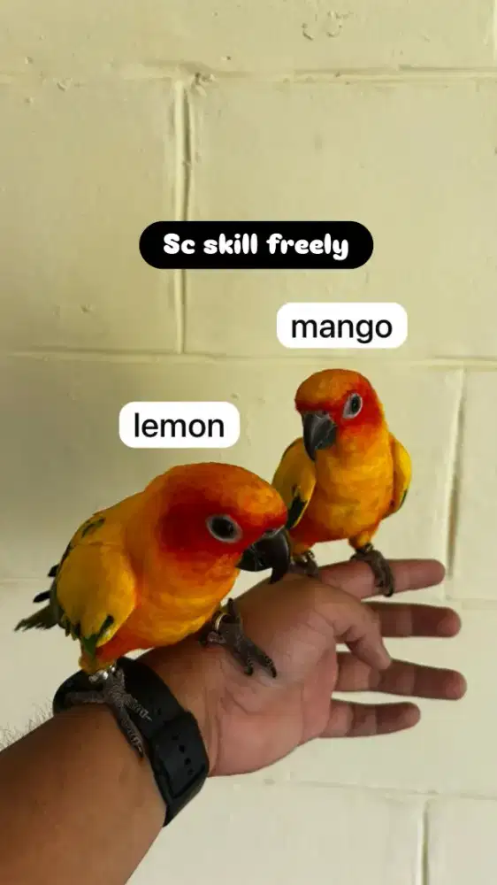 Sunconure jinak