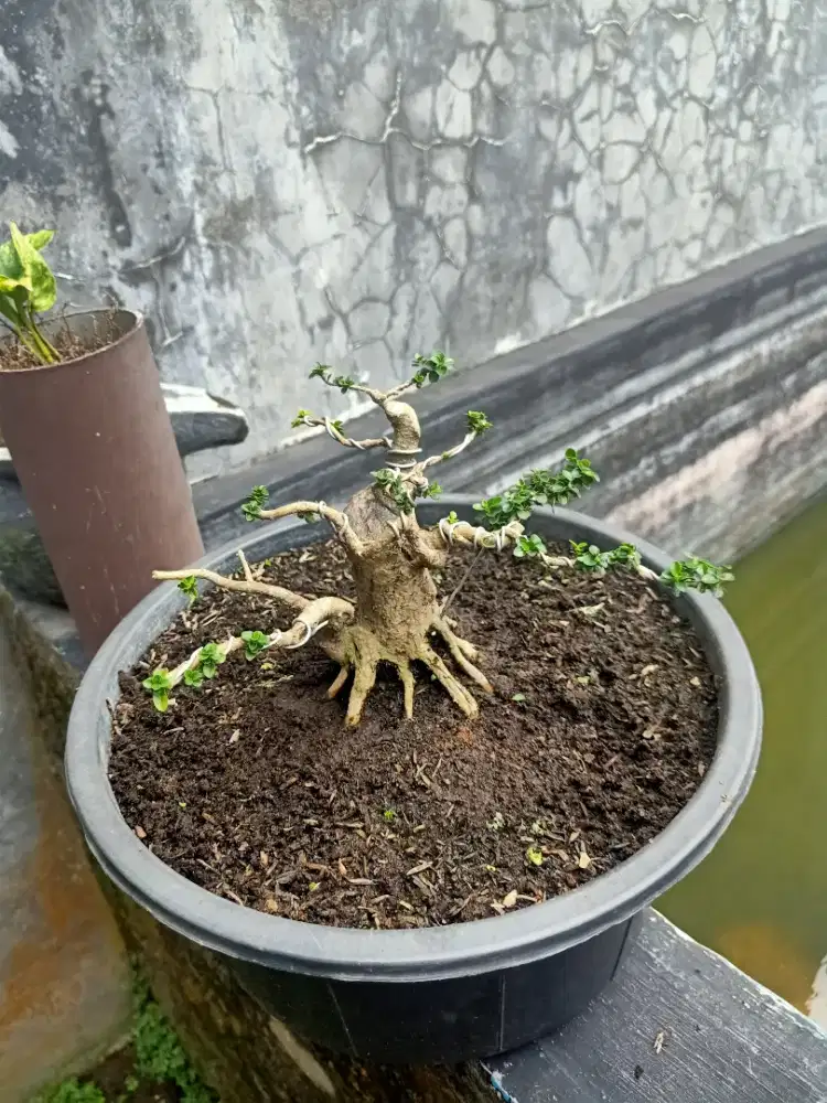 Bonsai sancang small