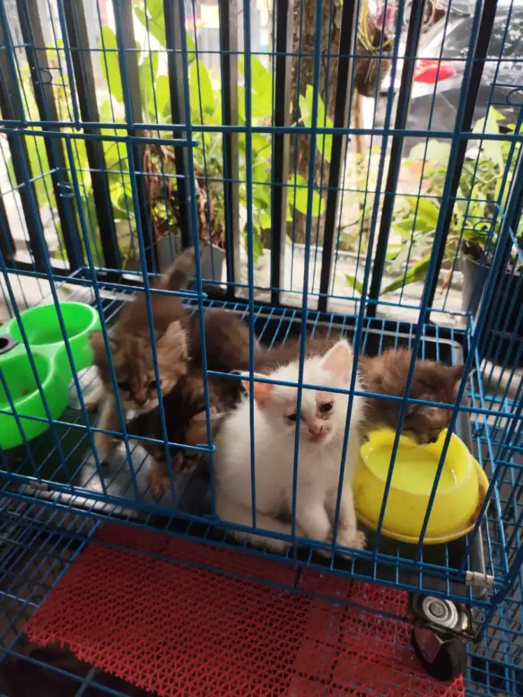 Kucing Persia Siap Adopt