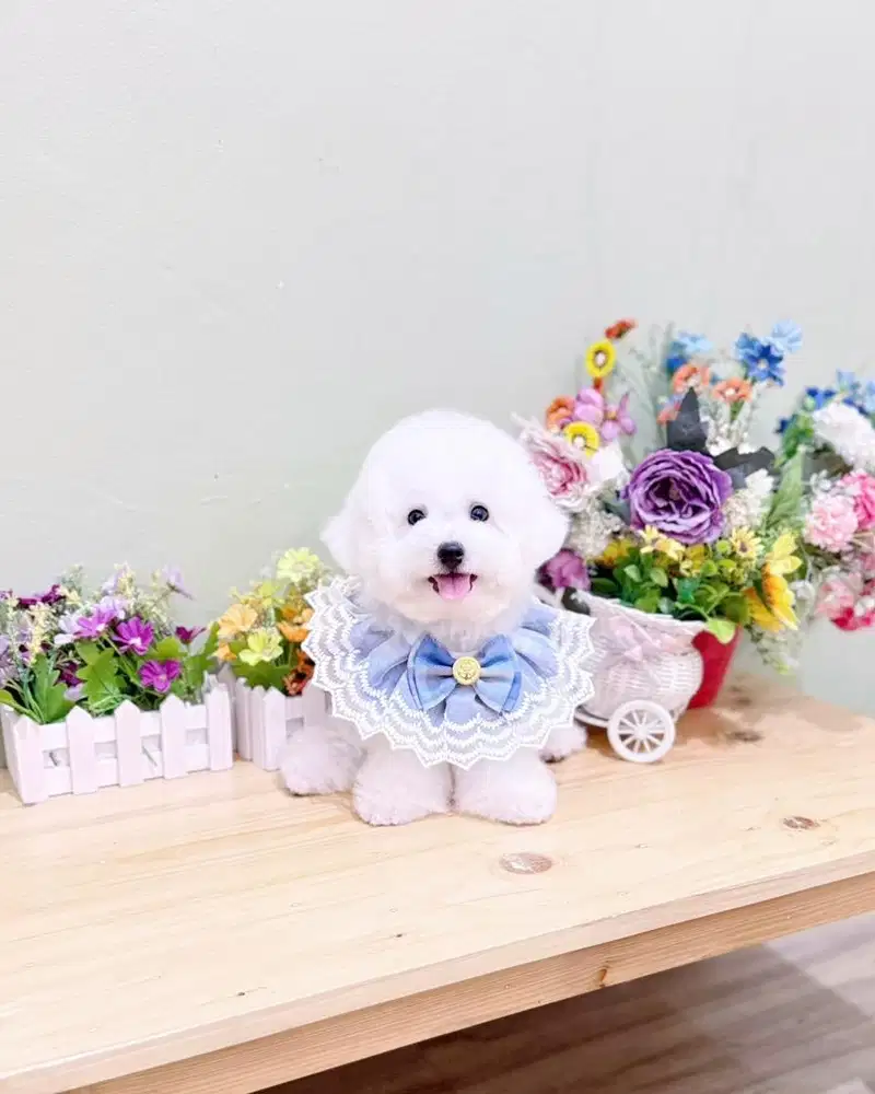 Korean mini bichon frise male bloodline import korea bulu super tebal
