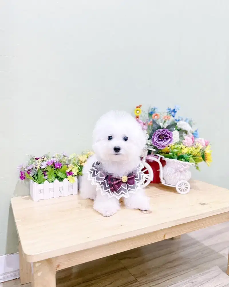 Male korean mini bichon frise bersertifikat cute face bl import korea