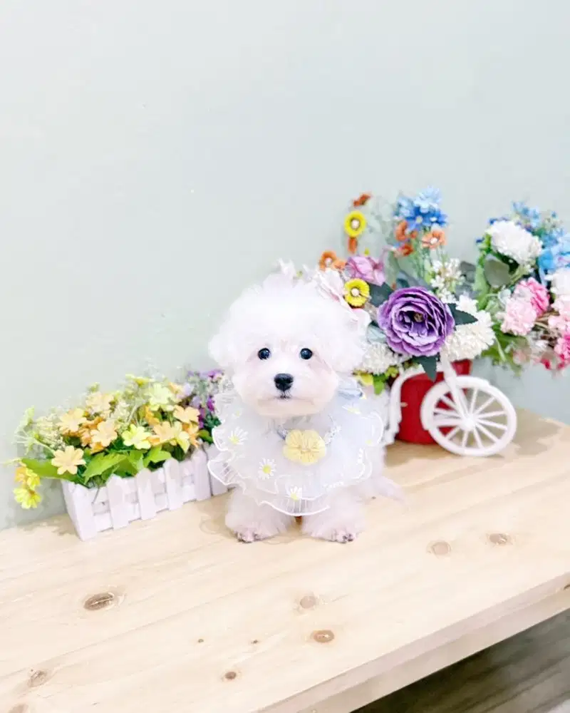 Korean mini bichon frise male super cute face bloodline import korea