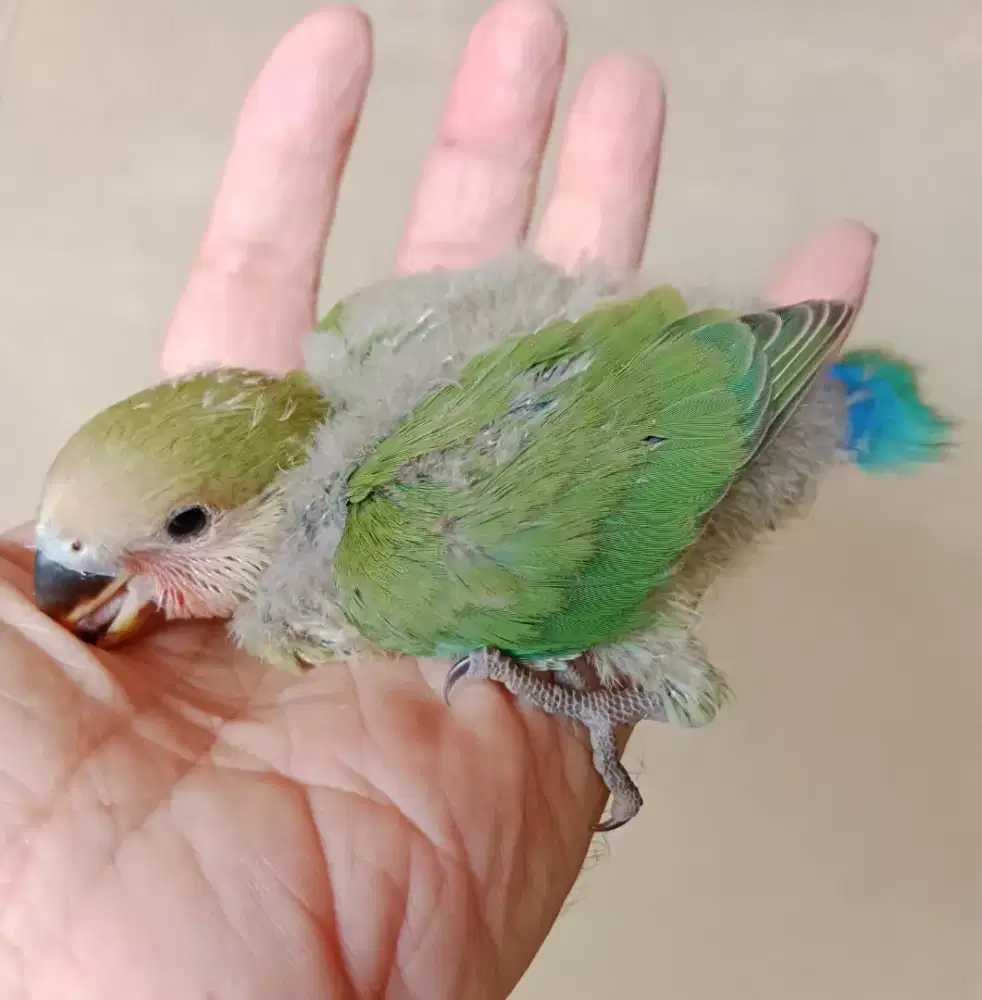 Lovebird nonklep lolohan love bird NK