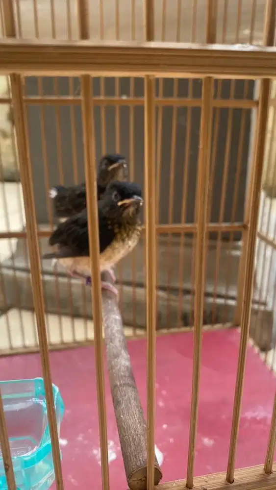 murai trotol prediksi sepasang ring sendiri dari trah blorok