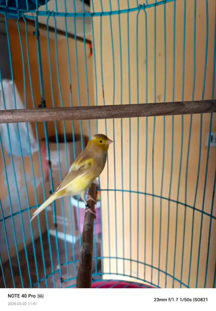 KENARI PAUD JANTAN AFS ISABLE RING