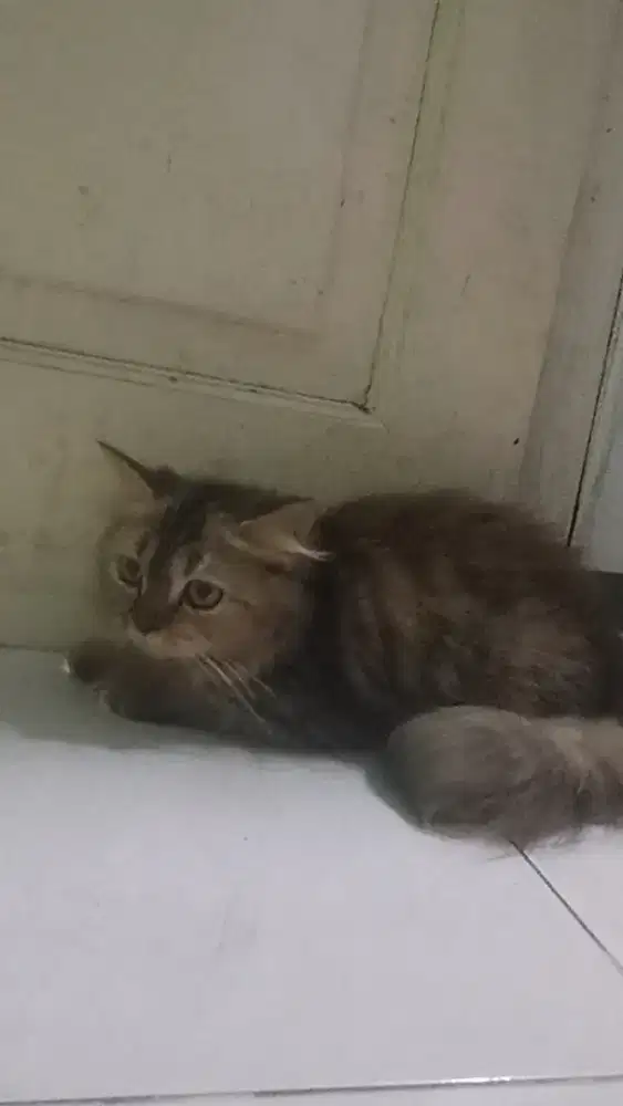 kucing persia calico