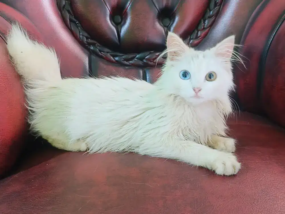 Persia Himalaya Kitten