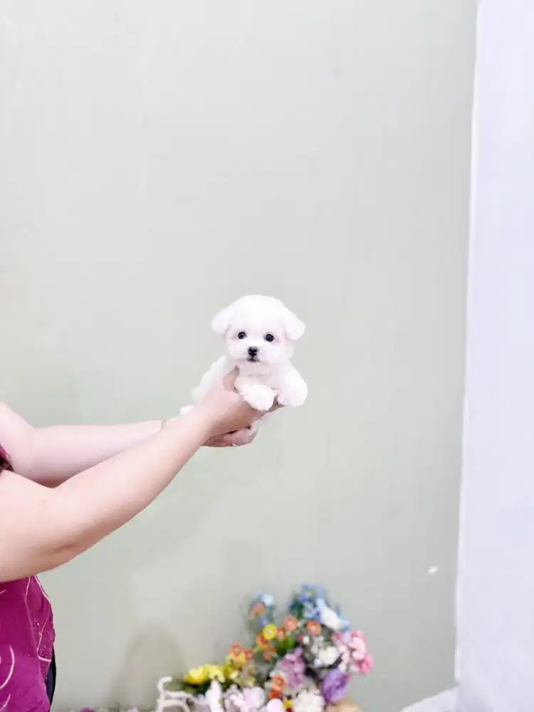 Korean mini bichon frise female super imut kecil bloodline import kore