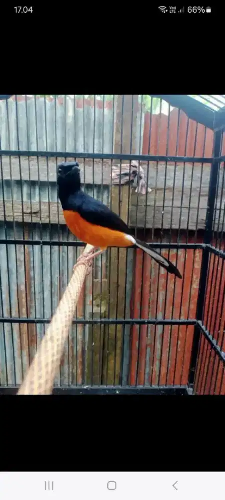 Murai batu gacor door