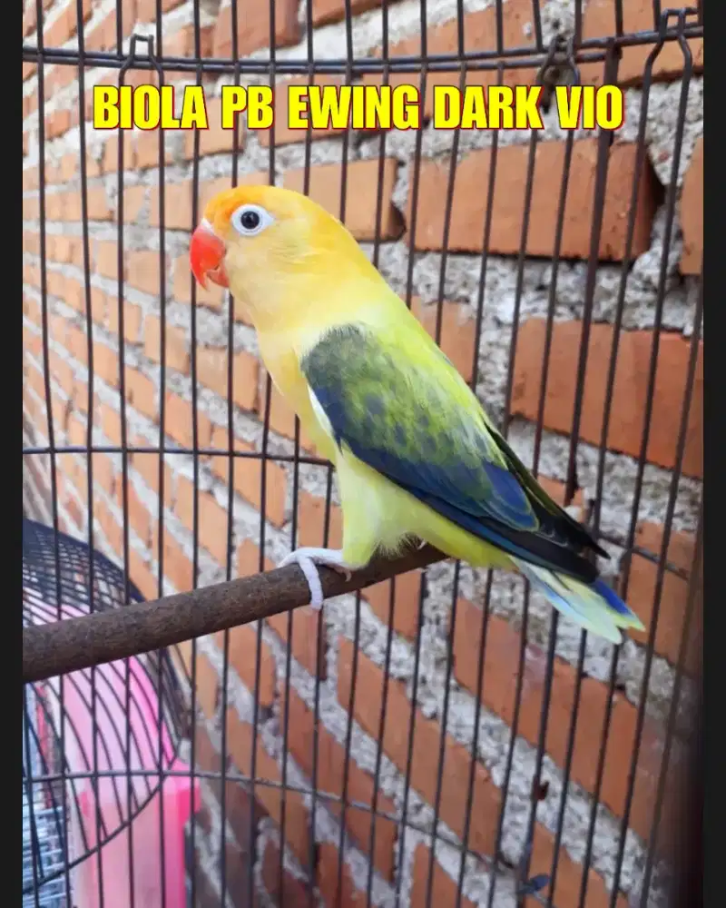 Lovebird biola PB Ewing dark vio