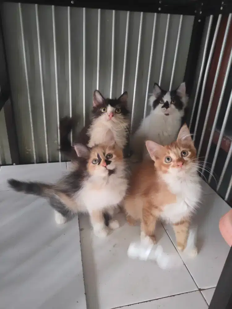 Persia jantan-betina 2,5 bulan