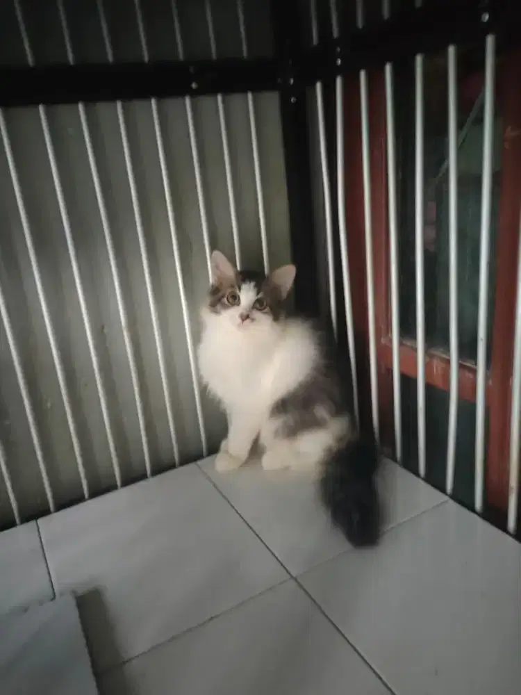 Persia betina 3 bulan