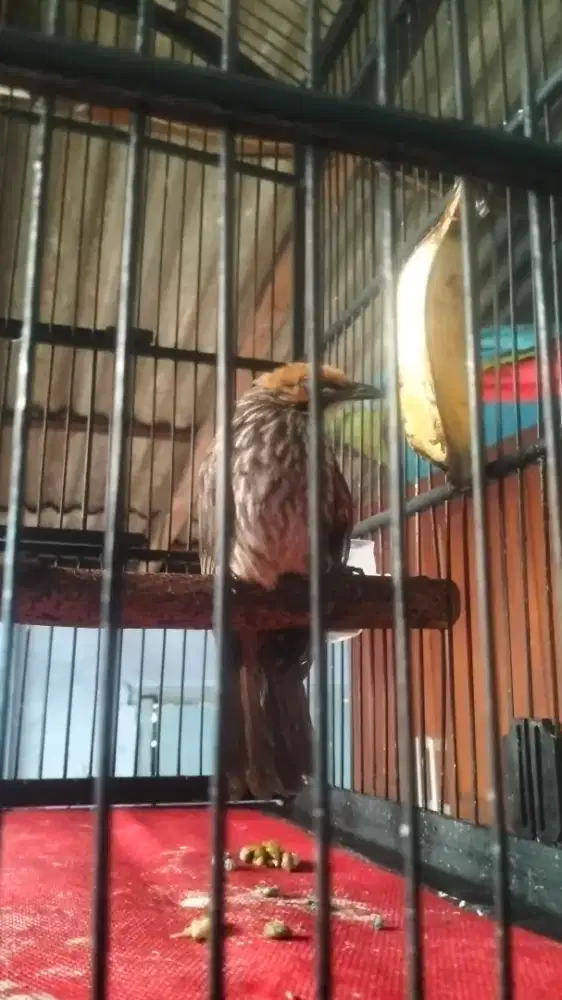 Cucak rowo jantan dna