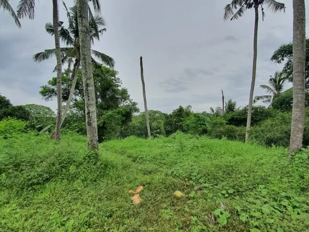 Freehold - Rare oppotunity exclusive land with rice field views and riverside in Green Lot, Cemagi, Bali