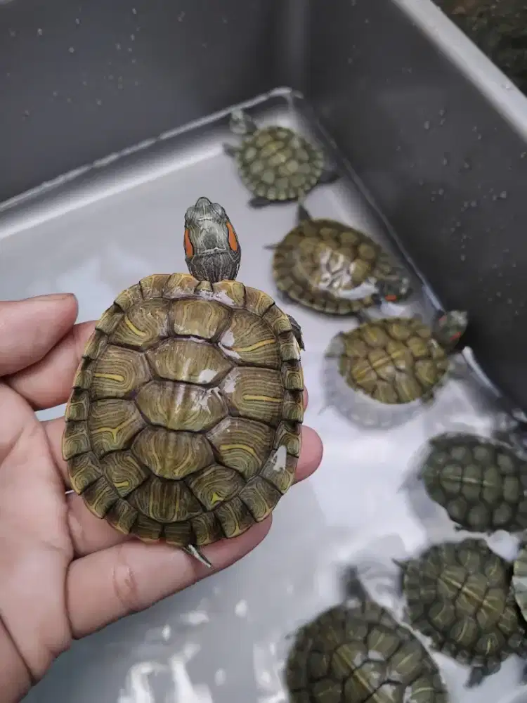 Kura brazil medium 6-7 cm long keep baby