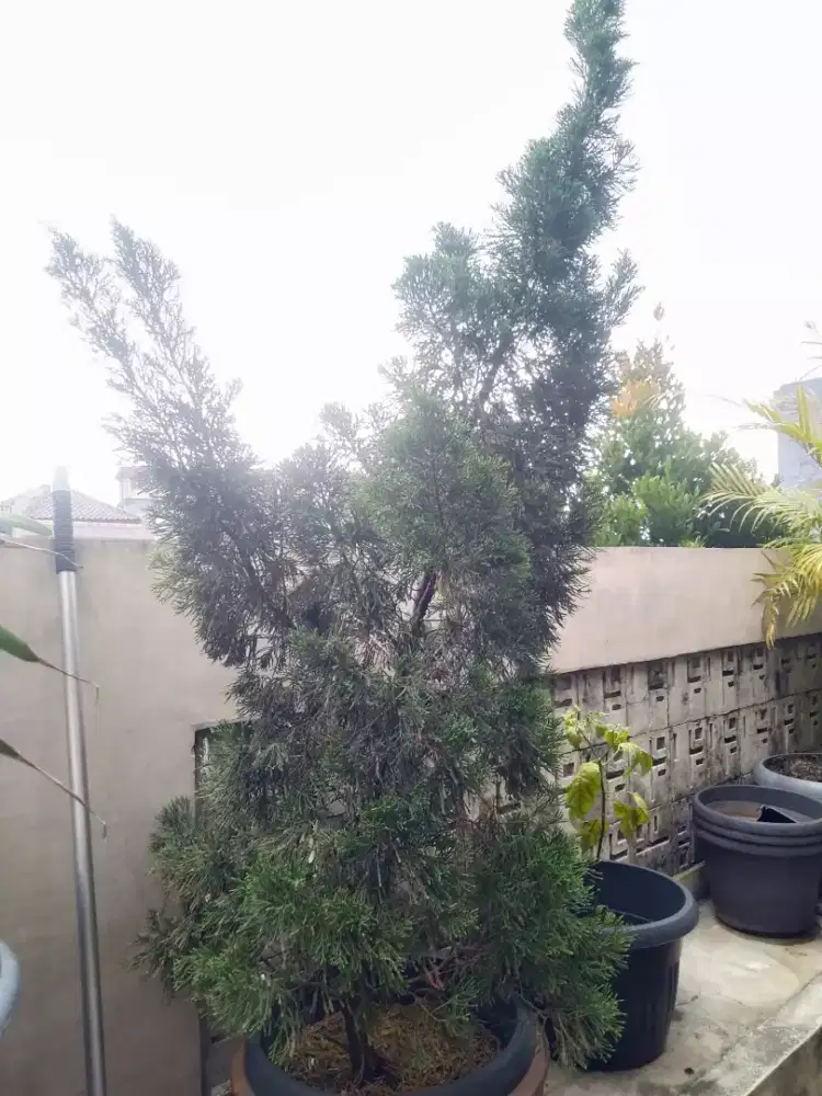 Tanaman hias berikut pot