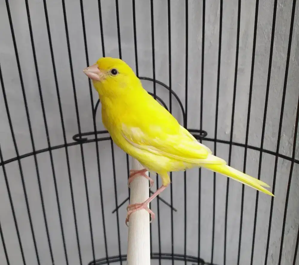 Kenari stabilo polos paud jantan