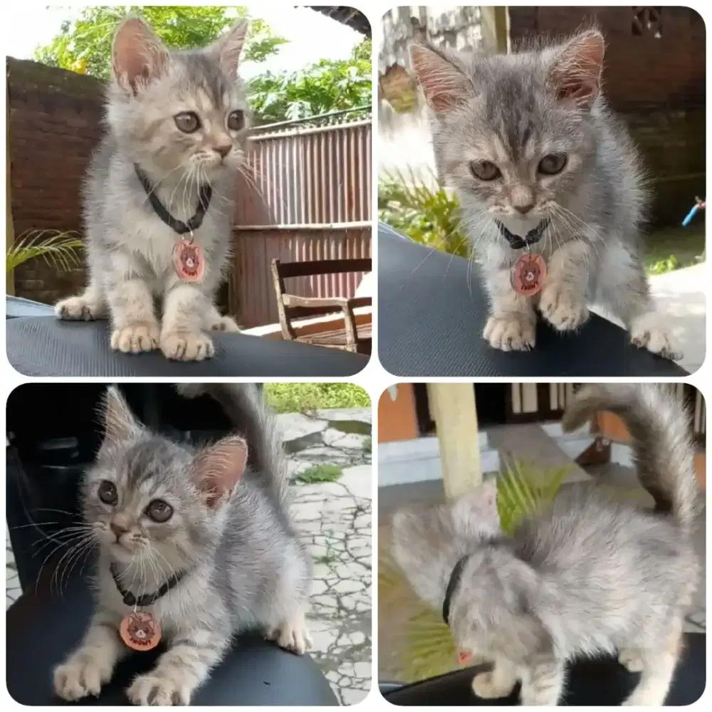 Kitten betina 2bln Ganti Pakan