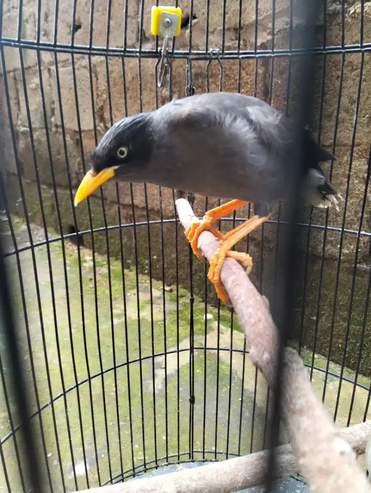 Jalak kebo jinak deker