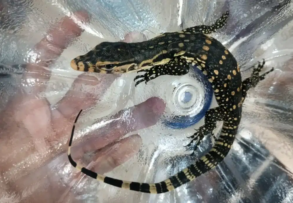 Biawak anak kadal langka 25cm