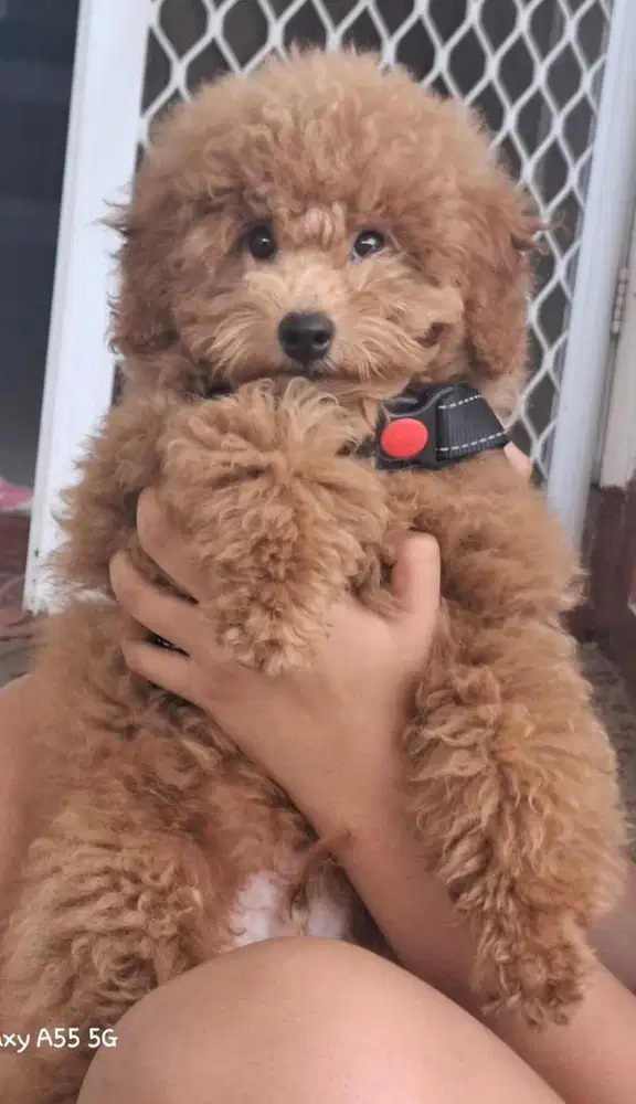 Anjing Poodle Jantan