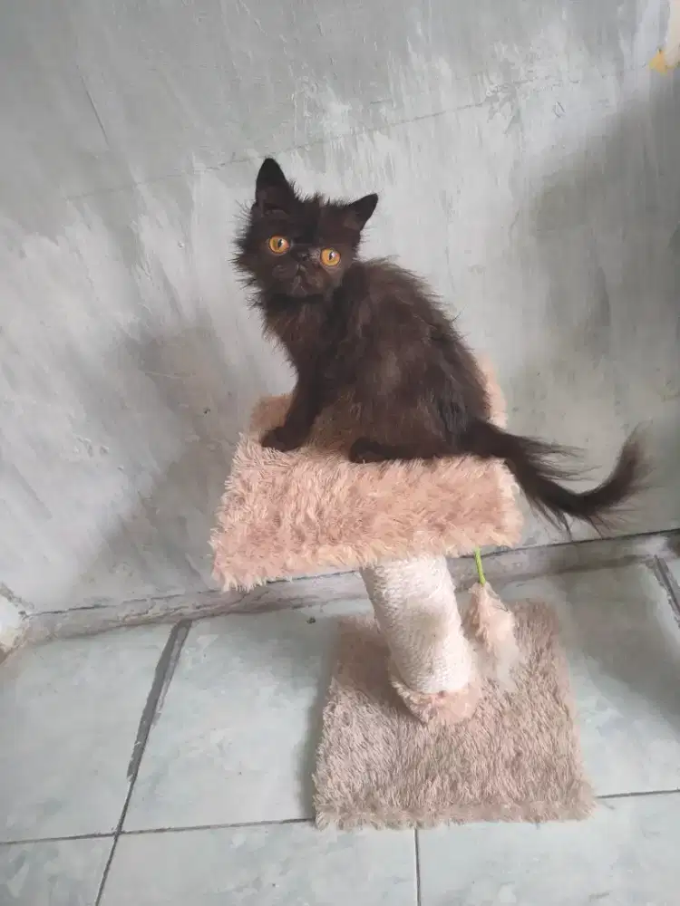 Kitten Peaknose jantan 2,5 bulan