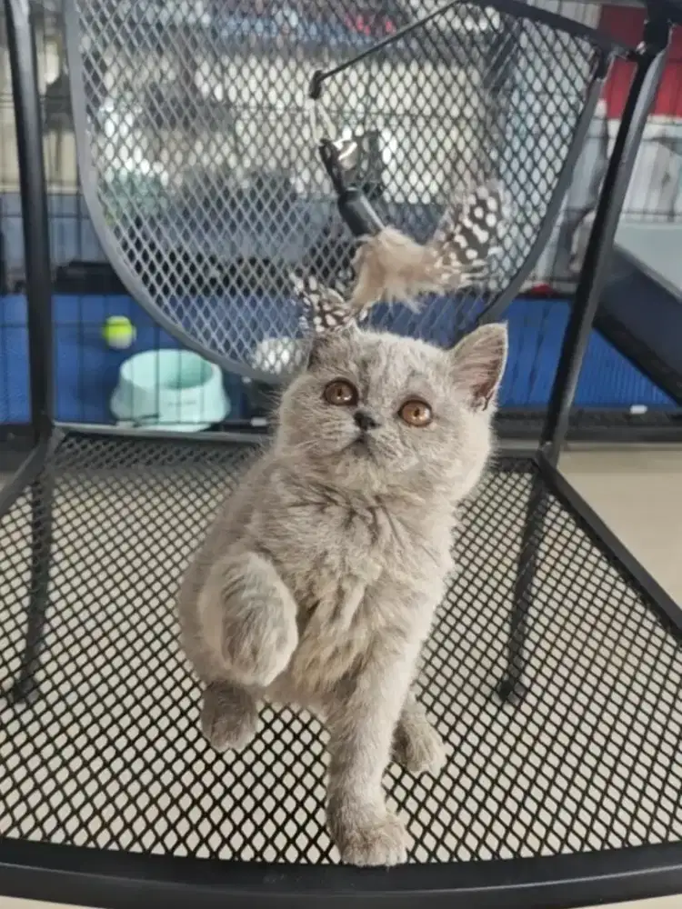 Boneka kucing BSH cantik