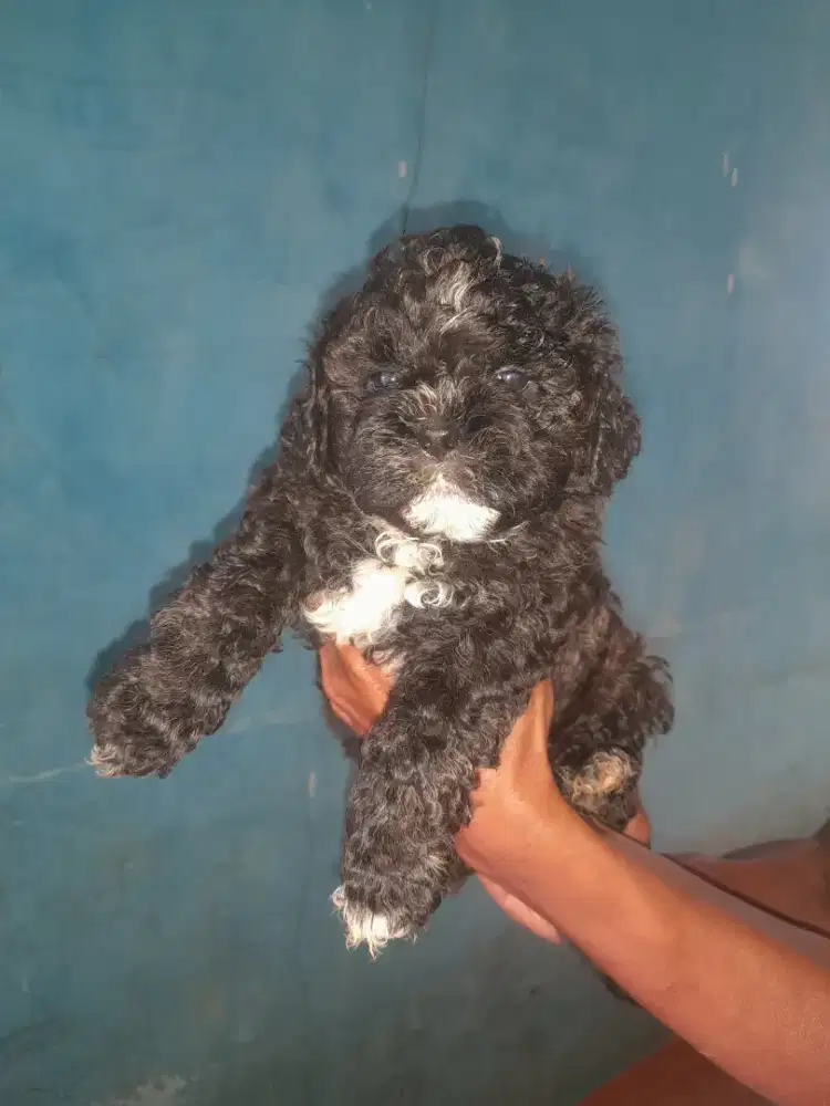 Adopsi shitzi jantan umur 2 bulan